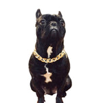 Bully Gold Chain Collars